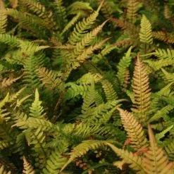 Doodia Media | 9cm Pot