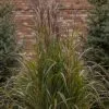 Miscanthus Sinensis Brazil (PBR) | 9cm Pot -All Plants Sales Store RH30004818 5163