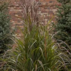 Miscanthus Sinensis Brazil (PBR) | 9cm Pot