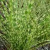 Miscanthus Sinensis Gold Bar (PBR) | 9cm Pot -All Plants Sales Store RH30004820 ece8