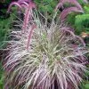 Pennisetum Setaceum Cherry Sparkler (PBR) | 9cm Pot