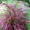 Pennisetum Advena Fireworks (PBR) | 9cm Pot -All Plants Sales Store RH30004823 cecc