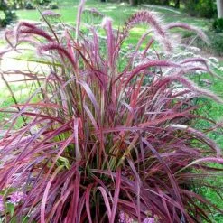 Pennisetum Advena Fireworks (PBR) | 9cm Pot