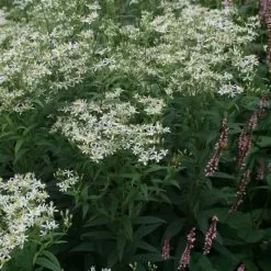 Doellingeria Umbellata | 9cm Pot