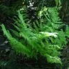 Dryopteris Stewartii | 9cm Pot 1 Dryopteris Stewartii | 9cm Pot -All Plants Sales Store RH30004956 21fd