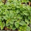 Origanum Vulgare Variegatum | 9cm Pot -All Plants Sales Store RH30004994 d34d