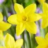 Narcissus Marie Curie Diamond - Potted Bulbs | 9cm Pot (3 Per Pot) -All Plants Sales Store RH30005186 428e