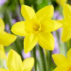 Narcissus Marie Curie Diamond - Potted Bulbs | 9cm Pot (3 Per Pot)