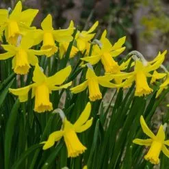 Narcissus February Gold - Potted Bulbs | 9cm Pot (3 Per Pot)