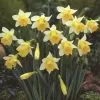 Narcissus Topolino - Potted Bulbs | 9cm Pot (3 Per Pot) 1 Narcissus Topolino - Potted Bulbs | 9cm Pot (3 Per Pot) -All Plants Sales Store RH30005190 ff0d