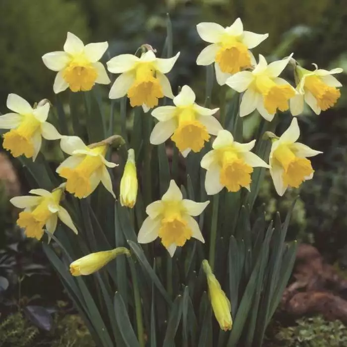 Narcissus Topolino - Potted Bulbs | 9cm Pot (3 Per Pot) 3 Narcissus Topolino - Potted Bulbs | 9cm Pot (3 Per Pot)