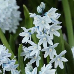 Puschkinia Scilloides Var. Libanotica - Potted Bulbs | 9cm Pot (5 Per Pot)