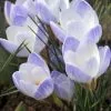 Crocus Biflorus Blue Pearl - Potted Bulbs | 9cm Pot (5 Per Pot) -All Plants Sales Store RH30005205 41d1