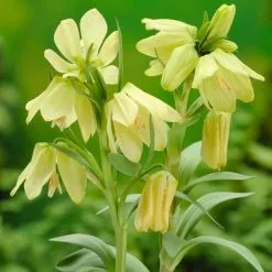 Fritillaria Pallidiflora - Potted Bulbs | 12cm Pot (3 Per Pot)