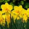 Narcissus Carlton - Potted Bulbs | 9cm Pot (2 Per Pot) -All Plants Sales Store RH30005212 35af