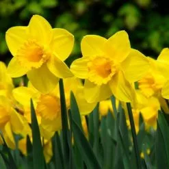Narcissus Carlton - Potted Bulbs | 9cm Pot (2 Per Pot)