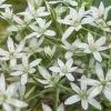 Ornithogalum Umbellatum - Potted Bulbs | 9cm Pot (3 Per Pot) -All Plants Sales Store RH30005213 7524