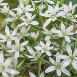 Ornithogalum Umbellatum - Potted Bulbs | 9cm Pot (3 Per Pot)