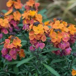 Erysimum Spring Breeze Sunset | 9cm Pot