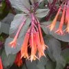Fuchsia Thalia | 9cm Pot -All Plants Sales Store RH30005382 2404