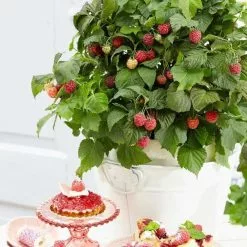 Raspberry BonBonBerry Yummy ('Jandeboer019') (PBR) | 9cm Pot