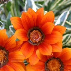 Gazania Tiger Eye ('Gazte') (PBR) | 9cm Pot