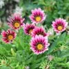 Gazania Christopher Lloyd | 9cm Pot 2 Gazania Christopher Lloyd | 9cm Pot -All Plants Sales Store RH30005564 ec36