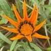 Gazania Krebsiana | 9cm Pot -All Plants Sales Store RH30005565 7403