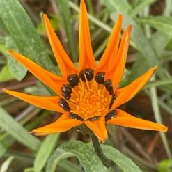 Gazania Krebsiana | 9cm Pot