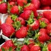 Strawberry Ostara | 9cm Pot -All Plants Sales Store RH30005597 67ff