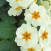 Primula Cottage Cream | 9cm Pot 2 Primula Cottage Cream | 9cm Pot -All Plants Sales Store RH30006064 e267