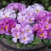 Primula Delia Woodland Dell | 9cm Pot -All Plants Sales Store RH30006065 a439