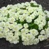 Primula Belarina Cream ('Kerbelcrem') (PBR) (Belarina Series) | 9cm Pot -All Plants Sales Store RH30006066 b943