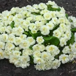 Primula Belarina Cream ('Kerbelcrem') (PBR) (Belarina Series) | 9cm Pot