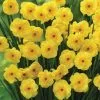 Narcissus Sun Disc | 9cm Pot -All Plants Sales Store RH30006120 6e42