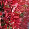 Photinia X Fraseri Red Robin | 9cm Pot -All Plants Sales Store RH30006333 ac0c