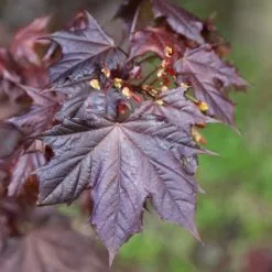Acer Platanoides Crimson King | 12L Pot (1.5-1.8m)