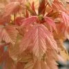 Acer Pseudoplatanus Brilliantissimum | 12 Lt Pot -All Plants Sales Store TR00006893 435b