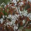 Amelanchier Lamarckii | 12 Lt Pot -All Plants Sales Store TR00006944 599a
