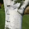 Betula Pendula | 12L Pot -All Plants Sales Store TR00006971 b66a