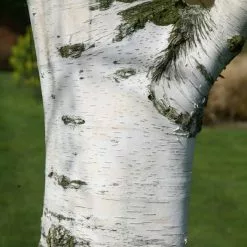 Betula Pendula | 12L Pot