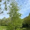 Betula Pendula | 3 Lt Pot Approx 60cm -All Plants Sales Store TR00006972 0b72