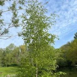 Betula Pendula | 3 Lt Pot Approx 60cm