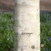 Betula Utilis Var. Jacquemontii | 1.5L Pot