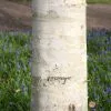Betula Utilis Var. Jacquemontii | 12L Pot -All Plants Sales Store TR00006986 c036