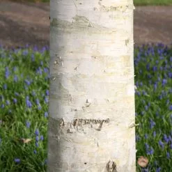 Betula Utilis Var. Jacquemontii | 12L Pot