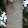 Betula Utilis Subsp. Jacquemontii Grayswood Ghost | 10 Lt Pot -All Plants Sales Store TR00006992 2290
