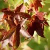 Liquidambar Styraciflua | 5 Litre Pot 2 Liquidambar Styraciflua | 5 Litre Pot -All Plants Sales Store TR00007110 4b25