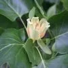 Liriodendron Tulipifera | 12L Pot 1 Liriodendron Tulipifera | 12L Pot -All Plants Sales Store TR00007117 e658