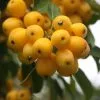 Malus × Zumi Golden Hornet | 12L Pot -All Plants Sales Store TR00007135 b308